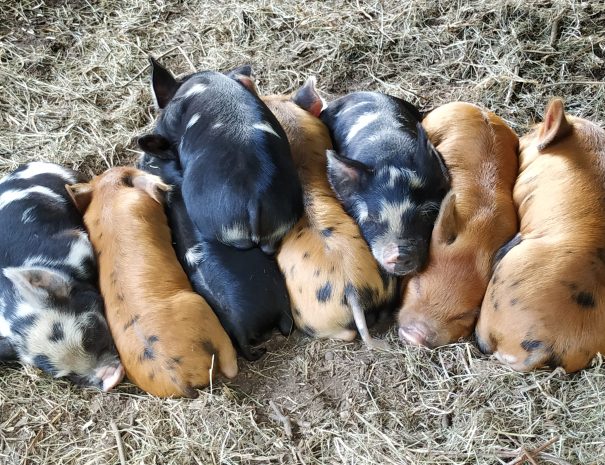 fermedelalisiere-home-pile-of-piglets