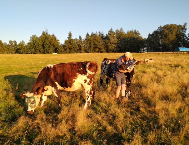 fermedelalisiere-the-farmstead-cows-field-sunshine-alex