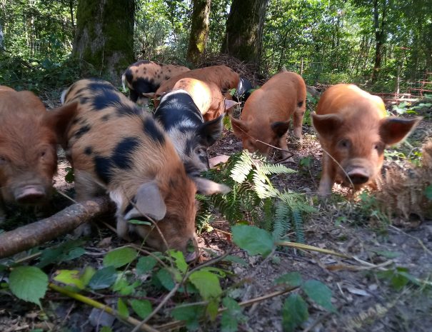 fermedelalisiere-the-farmstead-friendly-piglets-free-range-woods