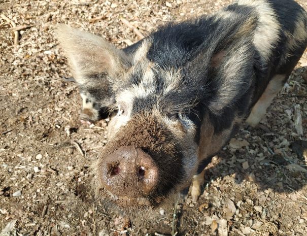 fermedelalisiere-the-farmstead-pig-inquisitive