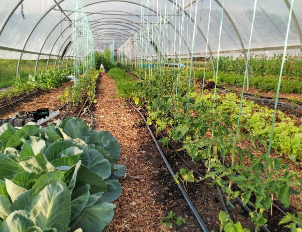 fermedelalisiere-the-market-garden-vegetables-grown-year-round-under-cover