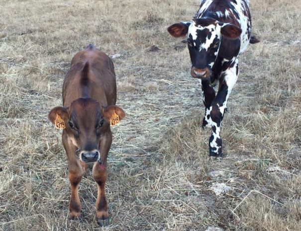 fermedelalisiere-the-farmstead-calves