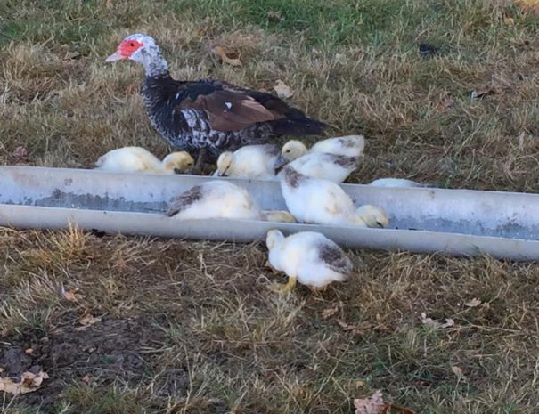 fermedelalisiere-the-farmstead-ducks-ducklings-free-range