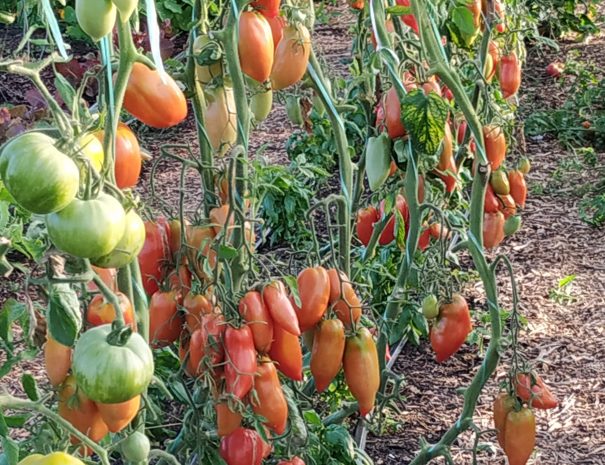 fermedelalisiere-the-market-garden-delicious-tomatoes