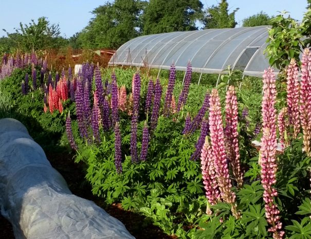 fermedelalisiere-the-market-garden-lupins-flowers