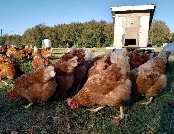 fermedelalisiere-the-farmstead-free-range-chickens