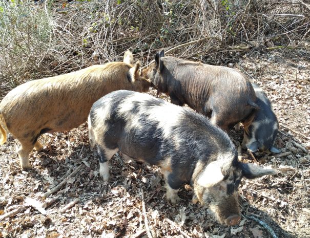 fermedelalisiere-the-farmstead-free-range-pigs-woodland