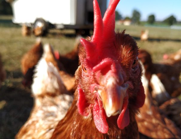 fermedelalisiere-the-farmstead-free-roaming-chicken