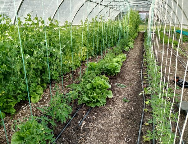 fermedelalisiere-the-market-garden-growing-tomatoes